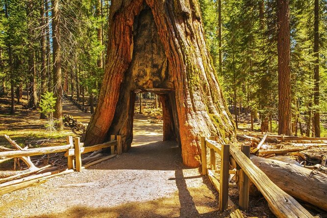 Private Giant Sequoia Grove Hike - Exploring Yosemite’s Giants: A Close-Up of the Private Sequoia Grove Hike